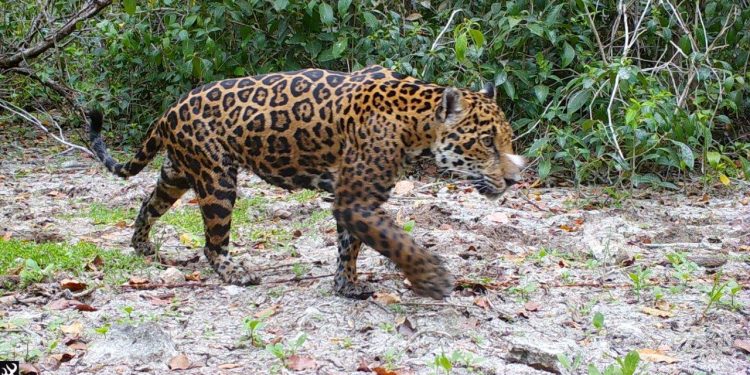 Por primera vez, el sistema basado en IA permite a equipo de conservación identificar 5 jaguares