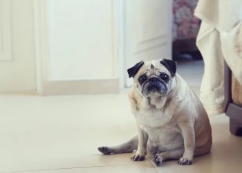 Los perros que nacen con bajo peso tienen más riesgo de sufrir obesidad en la edad adulta