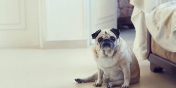 Los perros que nacen con bajo peso tienen más riesgo de sufrir obesidad en la edad adulta