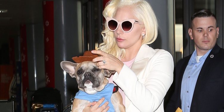 Lady Gaga no tendrá que pagarle recompensa a la mujer que encontró a sus perros
