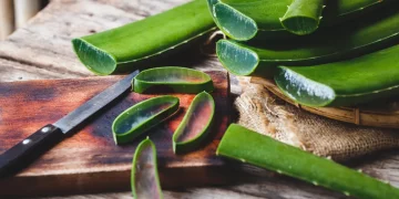 Aloe vera