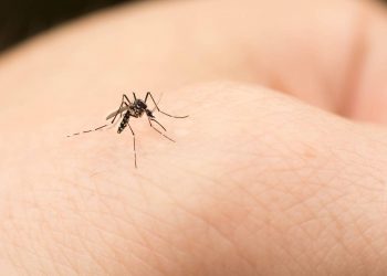 Qué hacer cuando te pican los mosquitos, según los expertos