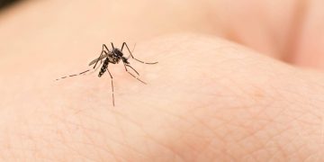 Qué hacer cuando te pican los mosquitos, según los expertos