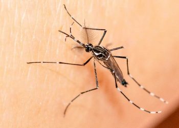 Enfermedades transmitidas por mosquitos: esto es lo que debes saber