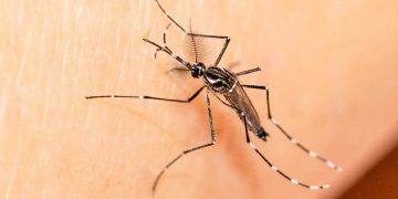 Enfermedades transmitidas por mosquitos: esto es lo que debes saber