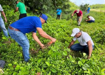 Exitosa Jornada de Reforestación en Jamao al Norte