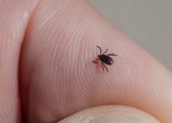 Picaduras de garrapatas: qué debes hacer para prevenirlas y curarlas
