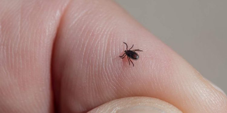 Picaduras de garrapatas: qué debes hacer para prevenirlas y curarlas