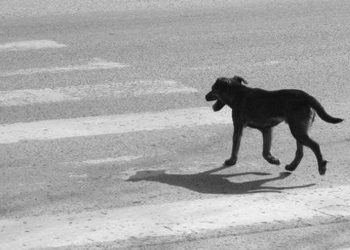 Perro llama la atención por deambular con particular prenda de vestir