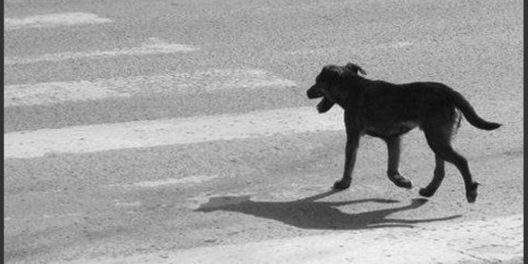 Perro llama la atención por deambular con particular prenda de vestir
