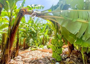 Inespre inicia compra de más de un millón de bananos a productores de Azua afectados por el paso de la tormenta Franklin