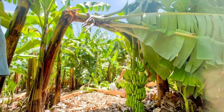 Inespre inicia compra de más de un millón de bananos a productores de Azua afectados por el paso de la tormenta Franklin