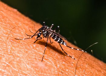 ¡En alerta! Así es la clasificación de la gravedad del dengue