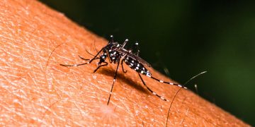 ¡En alerta! Así es la clasificación de la gravedad del dengue