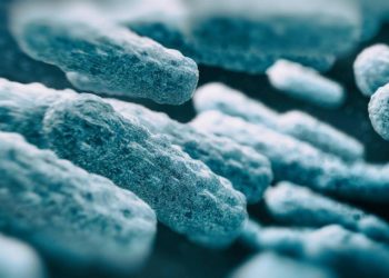 ¿Existen las bacterias ‘carnívoras’? Responden los expertos