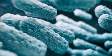 ¿Existen las bacterias ‘carnívoras’? Responden los expertos