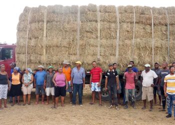 Gobierno entrega 104 mil pacas de pasto a ganaderos afectados por sequía