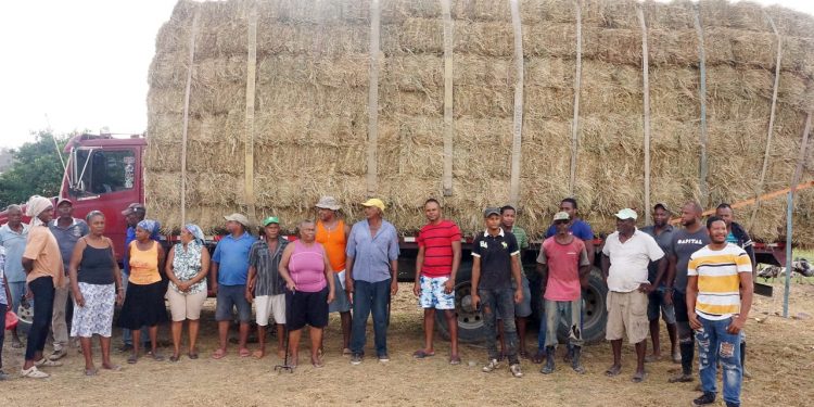 Gobierno entrega 104 mil pacas de pasto a ganaderos afectados por sequía