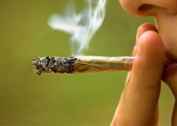 Uno de cada 5 usuarios de marihuana sufre dependencia de la droga