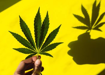 Cannabis y riesgo de infarto: esto es lo que debes saber