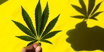 Cannabis y riesgo de infarto: esto es lo que debes saber