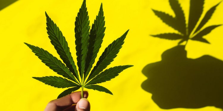 Cannabis y riesgo de infarto: esto es lo que debes saber