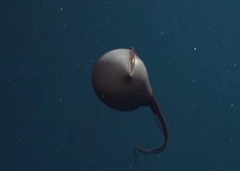 El único animal cuyo cuerpo cabe dentro de su propia boca