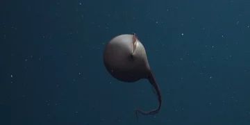 El único animal cuyo cuerpo cabe dentro de su propia boca