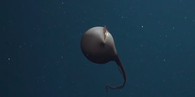 El único animal cuyo cuerpo cabe dentro de su propia boca
