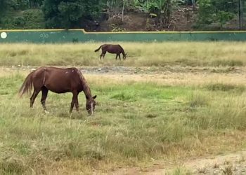 El abandonado Estadio Nino Espinosa, de Villa Altagracia, es un criadero de caballos