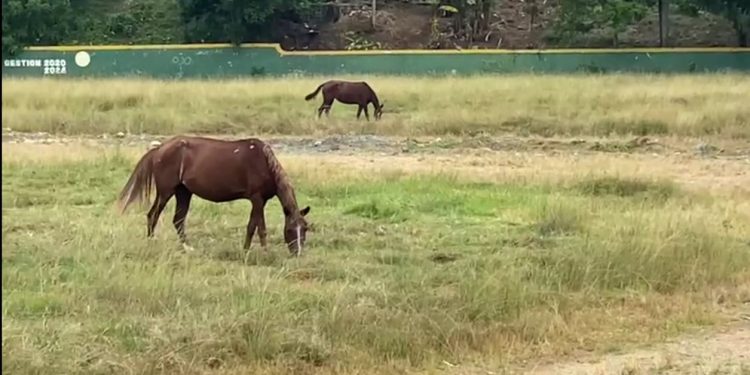 El abandonado Estadio Nino Espinosa, de Villa Altagracia, es un criadero de caballos