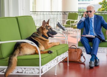 El perro de Biden atacó el personal de la Casa Blanca