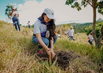 Voluntarios del Banco Popular realizan reforestación en La Sierra