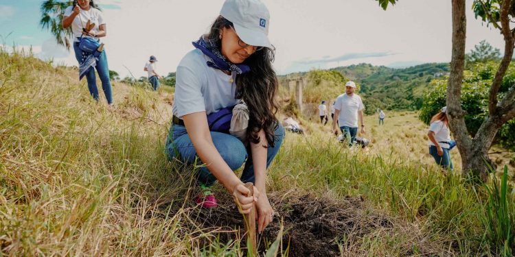 Voluntarios del Banco Popular realizan reforestación en La Sierra