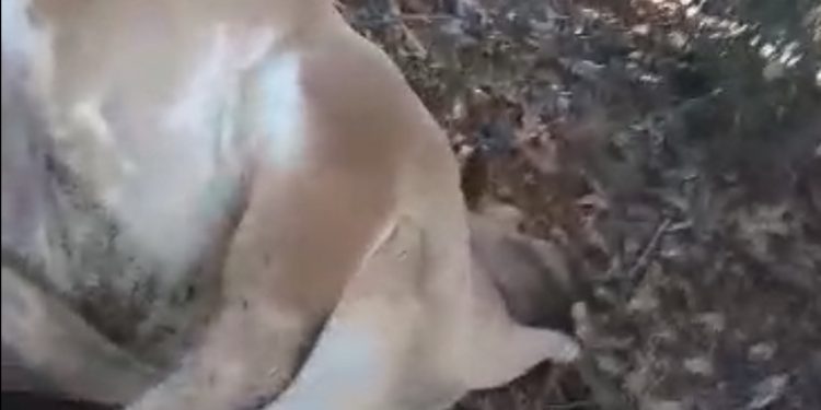 Siete vacas mueren electrocutadas por un rayo en el paraje El Pino, Barahona