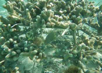 Clúster Turístico de Puerto Plata motiva a respaldar proyectos de la Fundación Ecológica Maguá