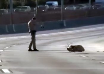 Una nueva muerte a manos de la policía en Los Ángeles reabre el debate sobre la brutalidad policial