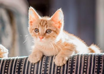 Cómo evitar que los gatos arañen y rompan los muebles
