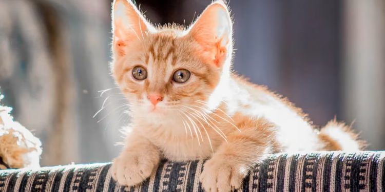 Cómo evitar que los gatos arañen y rompan los muebles