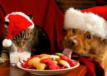 Los alimentos que no debes darle a tu mascota durante las fiestas