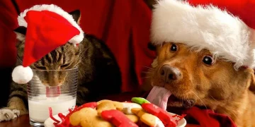 Los alimentos que no debes darle a tu mascota durante las fiestas