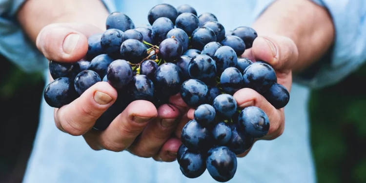 No te comas las uvas, úsalas para cuidar tu piel