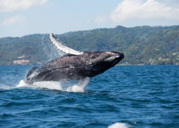 Compromiso para proteger ballenas jorobadas abre la temporada de observación de este 2024 en Samaná