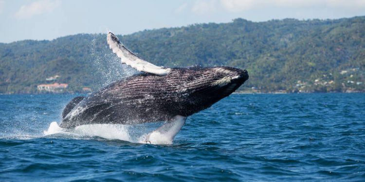 Compromiso para proteger ballenas jorobadas abre la temporada de observación de este 2024 en Samaná