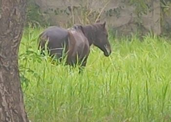 Urbanizacion Las Carmelitas convertida en un chiquero de animales en la vía pública