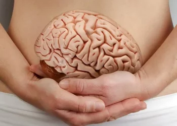 Microbiota intestinal e inteligencia, ¿cuál es la relación?