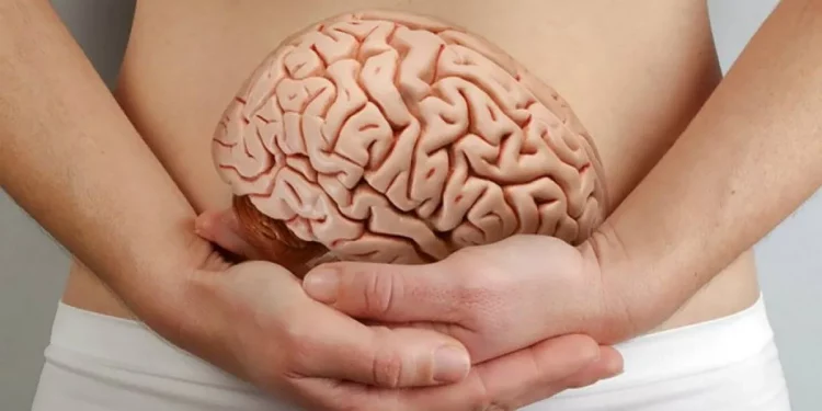 Microbiota intestinal e inteligencia, ¿cuál es la relación?