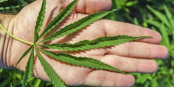 Cannabis medicinal: cómo se administrará y para qué enfermedades
