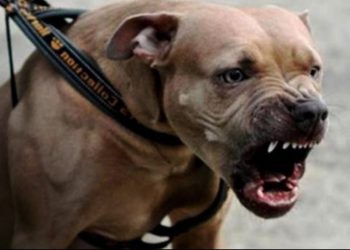 Ante ataques perros pitbull en RD llaman aprobar proyecto ley prohíbe su presencia