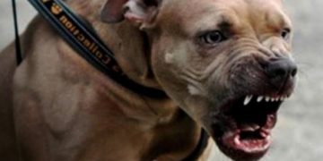 Ante ataques perros pitbull en RD llaman aprobar proyecto ley prohíbe su presencia